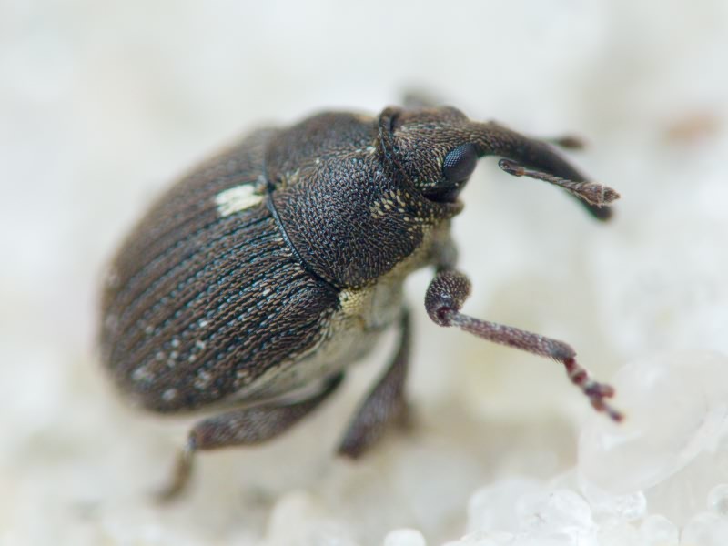 Glocianus punctiger (C. R. Sahlberg, 1835)